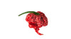 Aromadose 40g enthalten